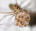 Cellar spider carrying its spiderlings