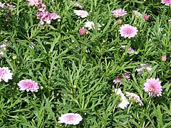 Foliage and flowers of 'Summer Melody'