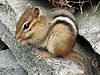 Eastern Chipmunk