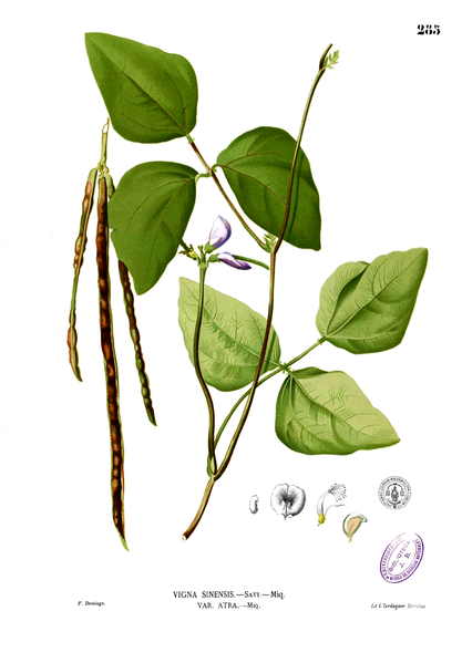 Archivo:Vigna unguiculata Blanco2.285.png