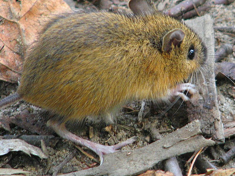 File:Woodland jumping mouse-closeup.jpg