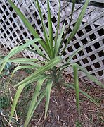 Yucca jaliscensis[англ.]