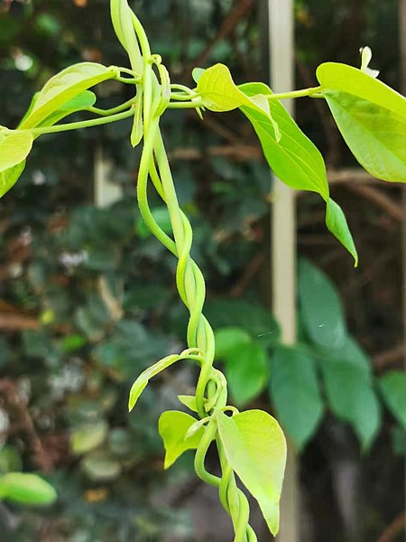 File:使君子Combretum indicum 20210523080843 39.jpg