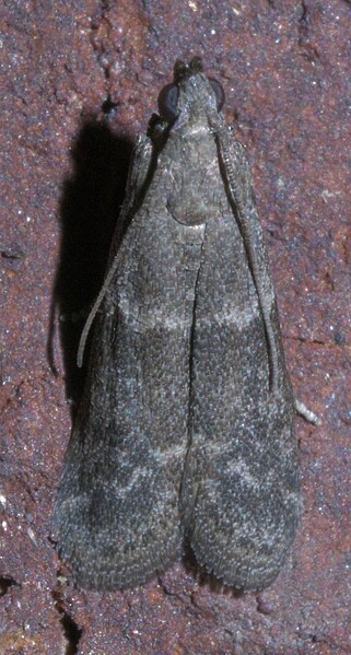 File:Actrix nyssaecolella P1300632a.jpg