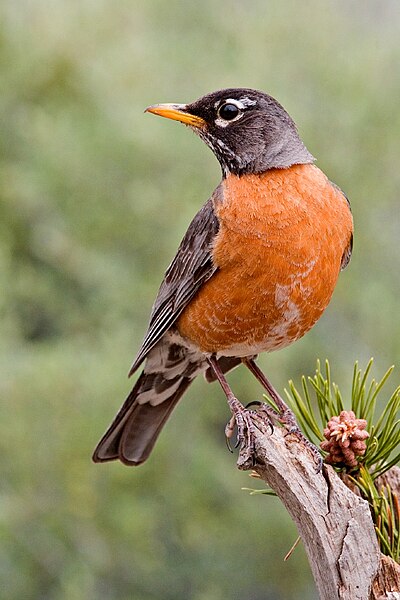 Файл:American Robin 2006.jpg