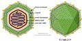 Cápside de la familia Asfarviridae que infecta animales y protistas.