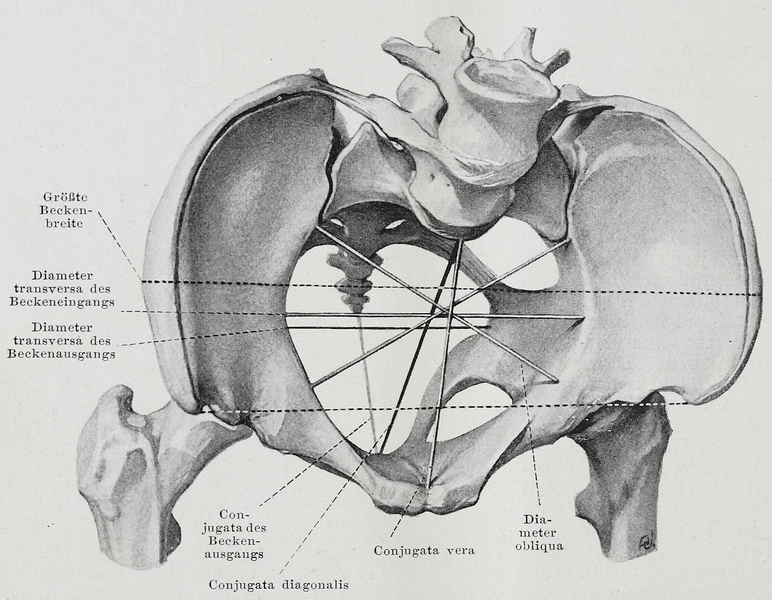 Файл:Braus 1921 240.png