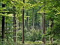 Image 25Even, dense old-growth stand of beech trees (Fagus sylvatica) prepared to be regenerated by their saplings in the understory, in the Brussels part of the Sonian Forest. (from Forest)