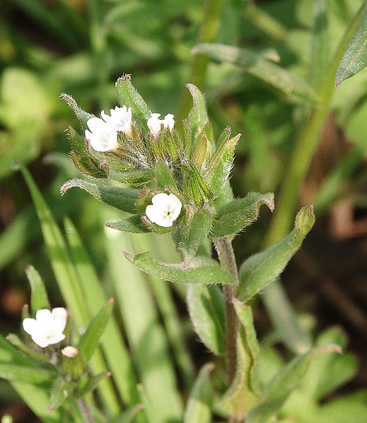 Файл:Buglossoides arvensis 300406a.jpg