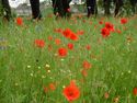 Common poppy