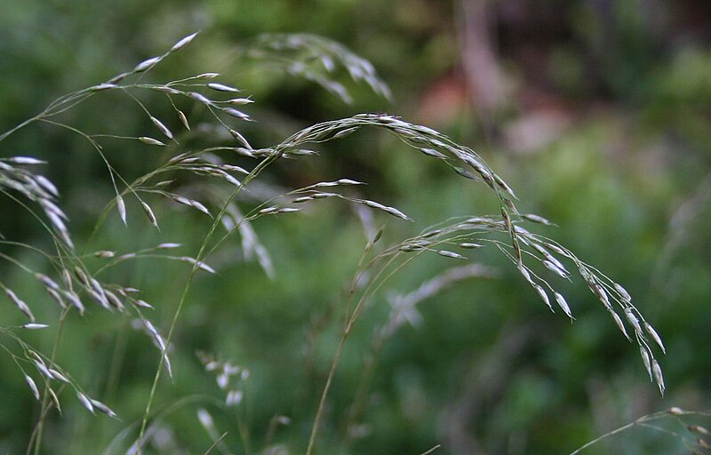 Файл:Deschampsia flexuosa 1.jpg