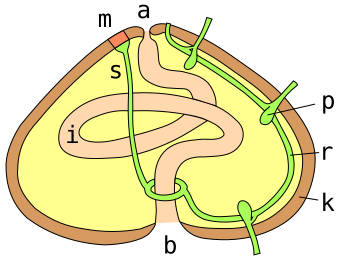 File:Echinoidea anatomie.svg