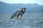 Gray whale