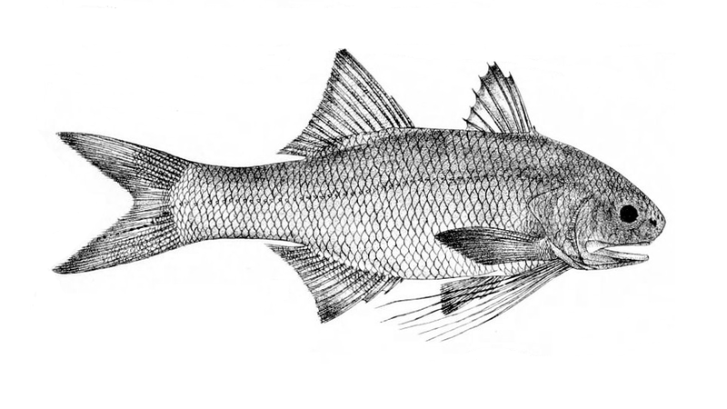 File:Filimanus heptadactyla.png