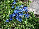 Spring gentian