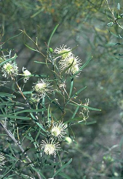 File:Grevillea commutata.jpg