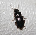 Ground Beetle, Haraplini sp.