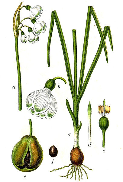 Файл:Leucojum aestivum Sturm48.jpg