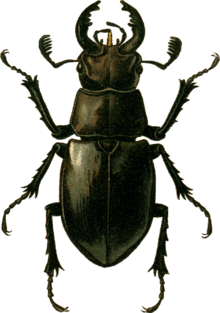 Lucanus ibericus Jacobson.png