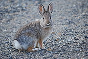 Brown rabbit