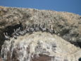 Pelícanos en las Islas Ballestas