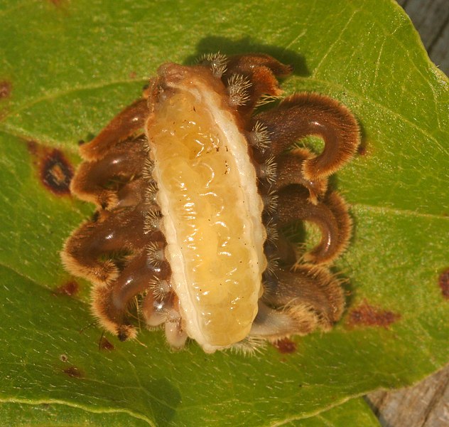 File:PhobUnderside.JPG