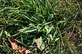 English Plantain, Plantago lanceolata