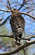 Red-shouldered hawk taken in Dunwoody, GA, 2008