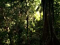 Selva tropical en Chiapas.