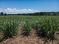 Sugarcane plantation