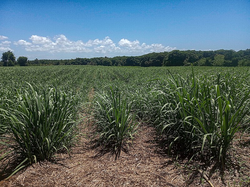 File:Sugarcane plantation 01.jpg