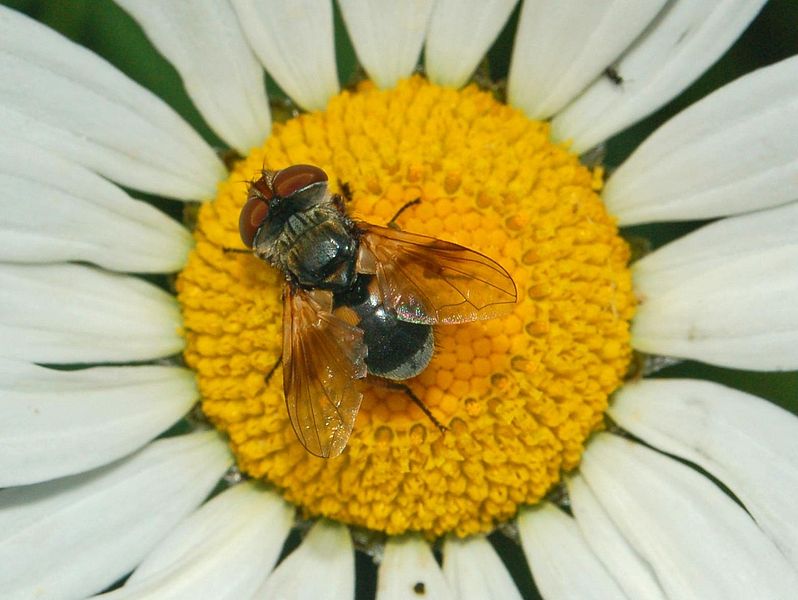 File:Tachinidae - Ectophasia crassipennis-1.JPG