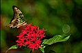 A Graphium agamemnon (tailed jay) belongs to the swallowtail family