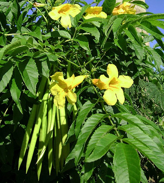 File:Tecoma stans, flowers+pods.jpg