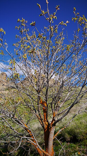 File:Acer macrophyllum 1.jpg