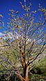 Acer macrophyllum in early spring