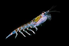 Photo of krill in water