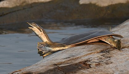 A. m. mutica basking, Missouri