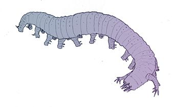 Lobopodia are an extinct group of worm-like taxa with stubby legs that resemble modern velvet worms