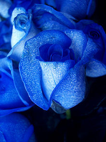 Blue rose-artificially coloured.jpg