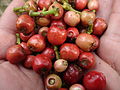 Ripe fruit in Nepal