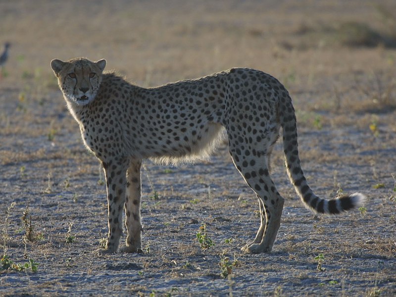 File:Cheetah Botswana.jpg