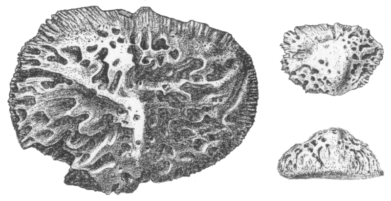 Файл:Deinosuchus scutes by Hatcher.png