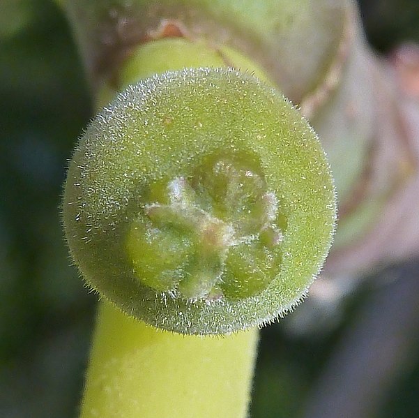 Archivo:F.carica-fig-1.jpg