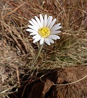 Gerbera viridifolia