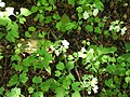 A forest of saplings sprout among last year's seeds