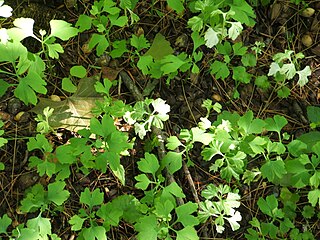 A forest of saplings sprout among last year's seeds