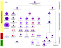 Диаграмма дифференцировки гемопоэтических клеток