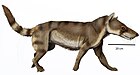 Hyaenodon crucians