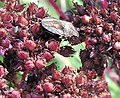 Клоп из семейства Pentatomidae? на недозрелых плодах ложноочитка (Hylotelephium telephium). Московская область, сентябрь.